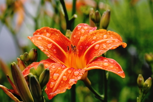Red lily after rain