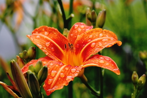 Lis rouge après pluie