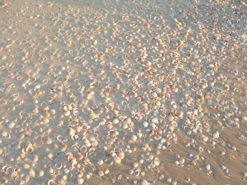 Conchas en la imagen de la playa