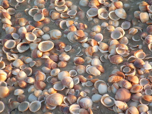Coquillages sur la plage