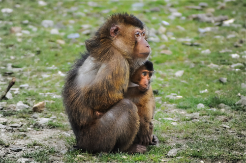 Macaco com bebê