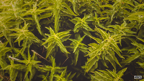 Green plant seedlings