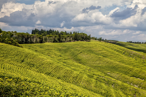 Collina di vite