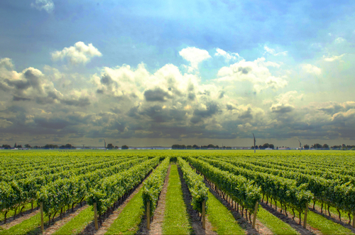 Wijngaard landschap