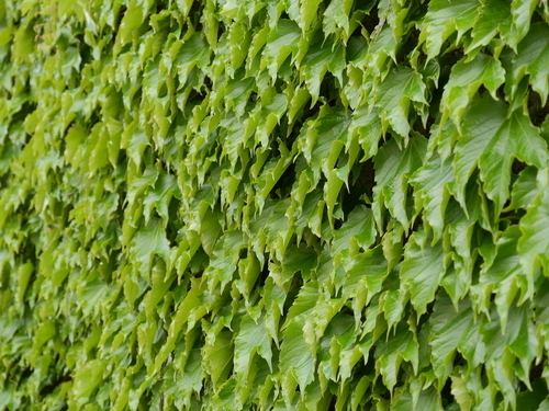 Vägg av murgröna blad