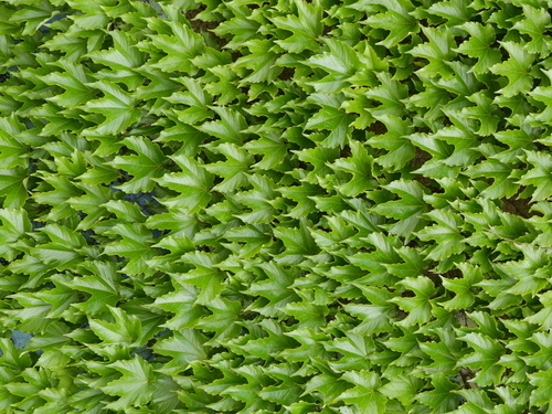 Beautiful ivy wall