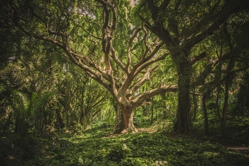 Старое дерево в лесу