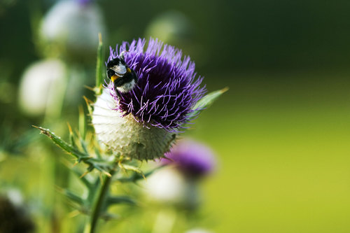 Thistle çiçek ve bir yaban arısı