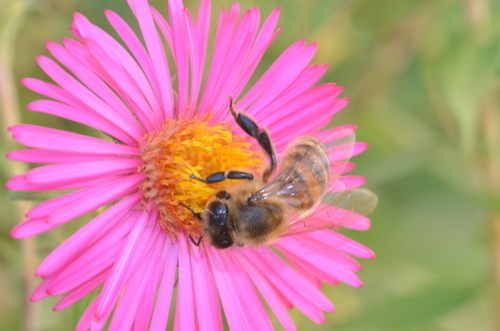 Пчела на цветке лето