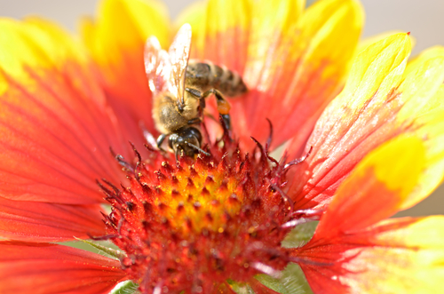 Bee op rode bloem