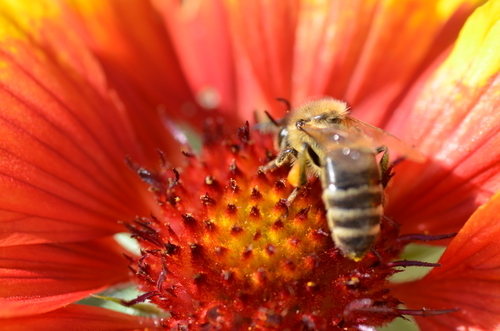 De albine pe o floare