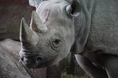 Obraz černé nosorožce