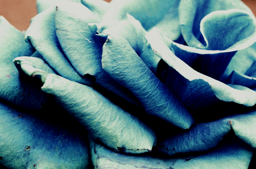 Image de macro fleur bleue