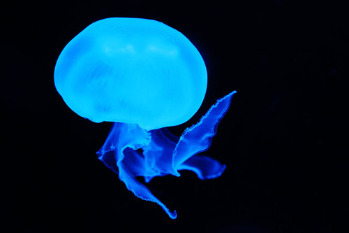 Meduse blu nella profondità del mare
