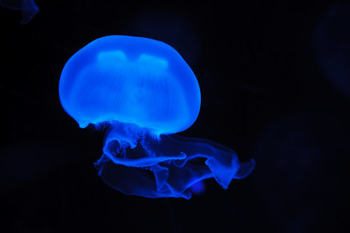 Blue Jellyfish In The Ocean Depths