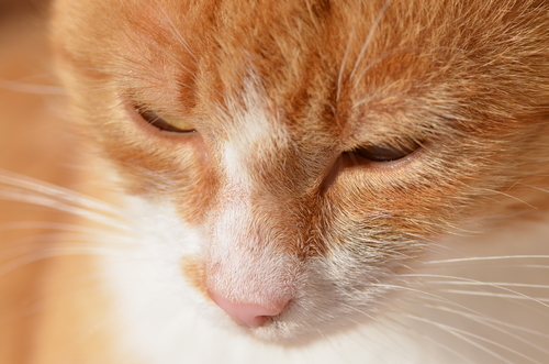 Close-up foto van de kat