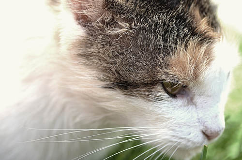 Imagem de perfil de gato