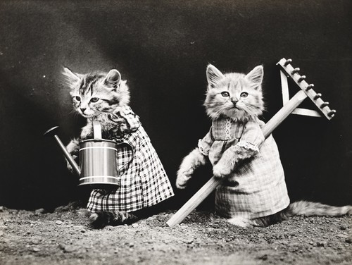 Imagen vintage de gatos vestidos
