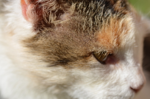 Close-up foto van een kat