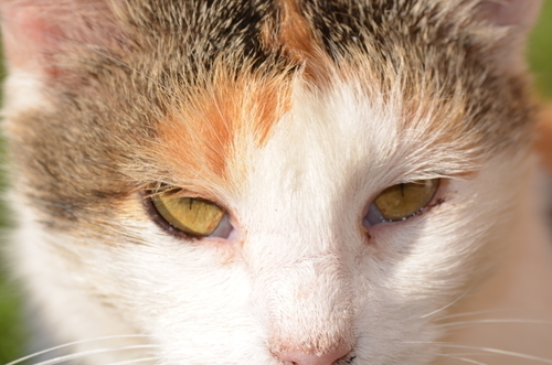 Close-up beeld van een kat