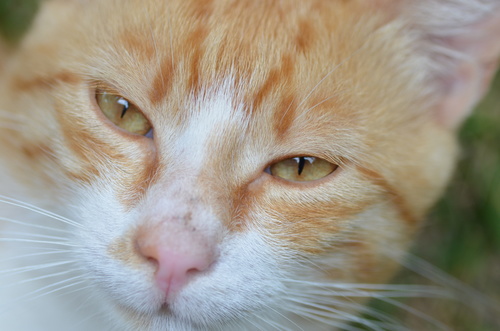 Close-up beeld van de kat