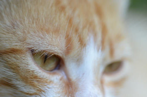 Kočičí oko