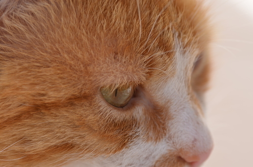 Cat close-up image 2