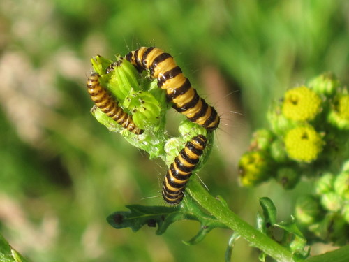 Cinnober Moth caterpillar