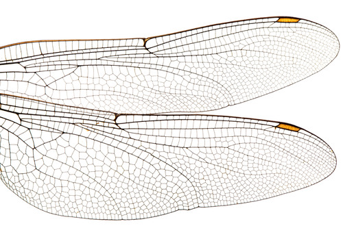 Immagine di ali di libellula