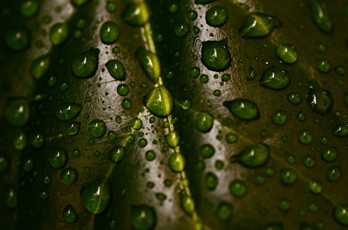 Rain drops on a leaf