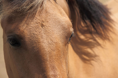 Olhos de um cavalo marrom