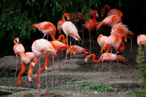 Flamingos in a Zoo