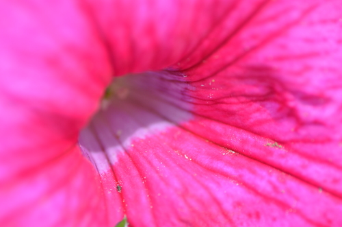 Imagen de flor rosa