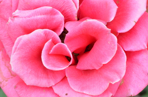 Flor rosa