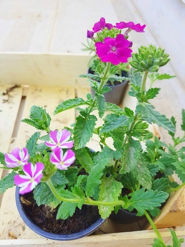Dans un petit pot de fleurs