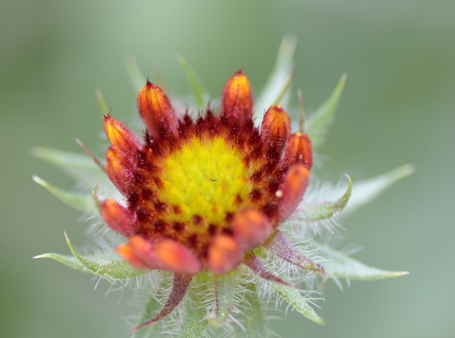 Close-up beeld van de bloem