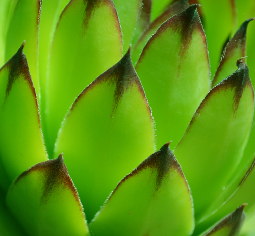 Green leafs