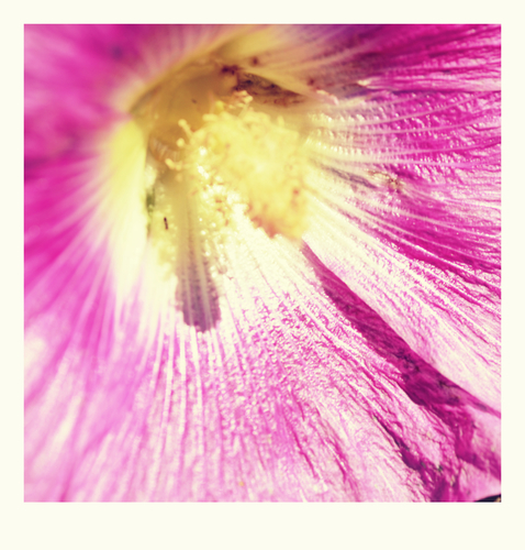 Pink flower close-up image