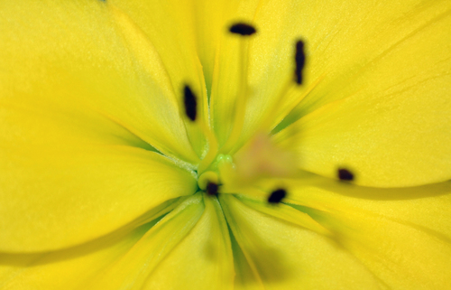 Yellow blossom