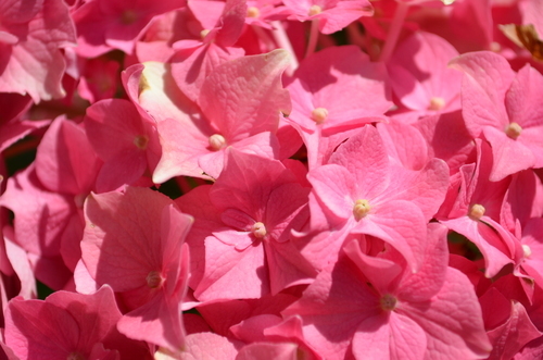 Růžové květy makro fotografie