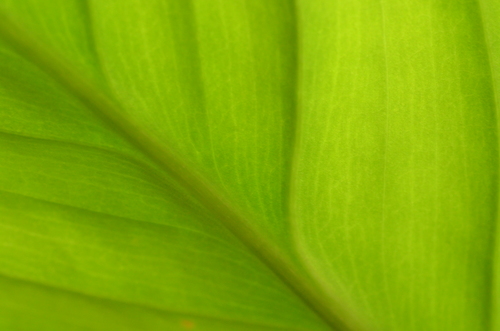 Close-up van een groen blad