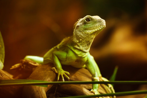 Lézard vert se bouchent