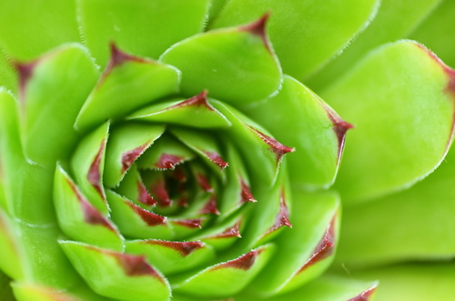 Houseleek plant