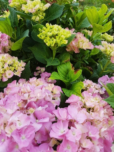 Hortensia växten