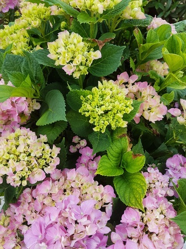 Hydrangea