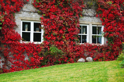 Ivy Leaves On House