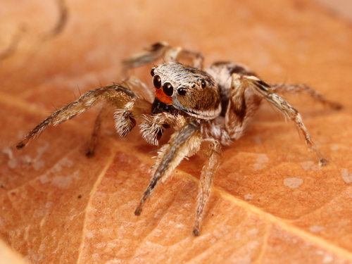 Male jumping spider