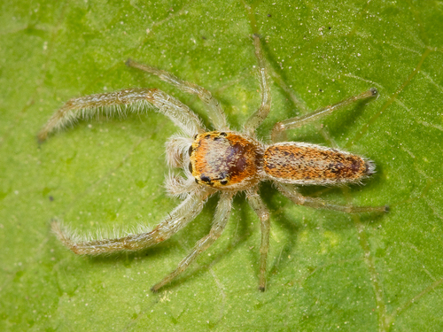 Hentzia Mitrata паук