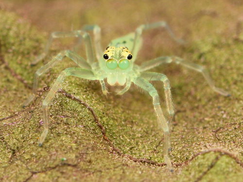 Kvinnliga Hoppande spindel
