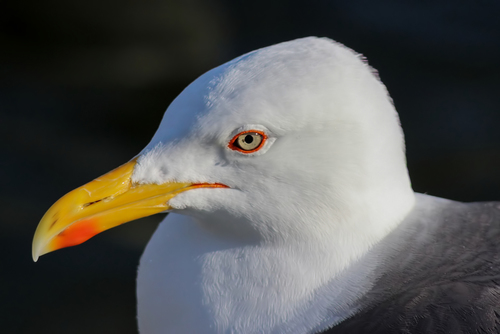 The Lesser Black-backed Gull